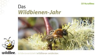 D07 WildbienenJahr [upl. by Dorian754]