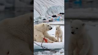 A heartfelt tale of a bear cub seeking a sailors help to save its gravely injured motherpolarbear [upl. by Henni178]