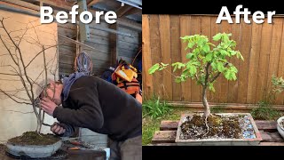 Hazelnut Bonsai in the Making  Two Years of Work  Three Years From the Yard Collect [upl. by Rois]