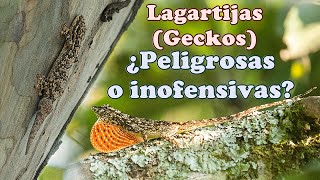 🦎 LAGARTIJAS Y SALAMANQUESAS ¿PELIGROSAS O INOFENSIVAS  ABRIL MARA [upl. by Renita459]