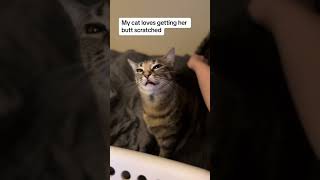 Scratch your cat🤣🤣funnycats fyp funny cat catlovers [upl. by Marcelia]