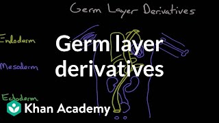 Germ layer derivatives  Behavior  MCAT  Khan Academy [upl. by Duntson]