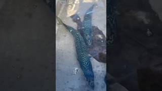 Up CLOSE Mackerel and Sand Dabs in a bait tank shorts fishing offshore [upl. by Tegdig]