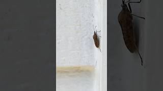 What are overwintering pests Winter Pest Control Prep  DoMyOwncom [upl. by Naloj]