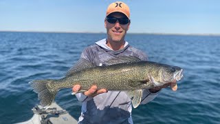 Bottom bouncing walleye on Lake Diefenbaker [upl. by Vullo]