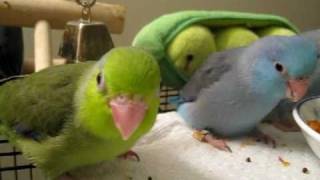 Baby parrotlets playingeating  45 weeks old [upl. by Ytsirhc]