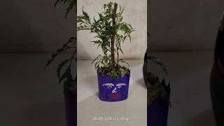 Indoor plants Plant pots ideas [upl. by Amairam410]