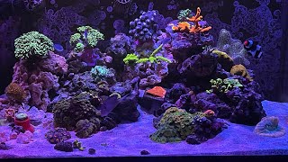 Innovative Marine 50 Lagoon AIO 4 DINOS GONE [upl. by Eelymmij]