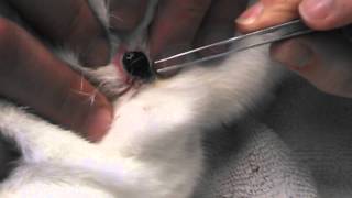 Botfly larvae Cuterebra being removed from bunny [upl. by Nanaj]