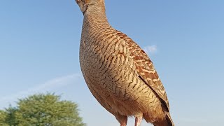 The Sound Of The Pheasant Bird [upl. by Yannodrahc]