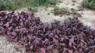 The Gravel Garden i The Beth Chatto Gardens februar 2019 [upl. by Ahsatan589]