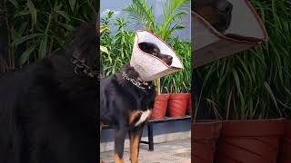 Big beautiful 😍 Himalayan Sheepdog shortvideo himalayansheepdog doglover trending shorts [upl. by Haddad]