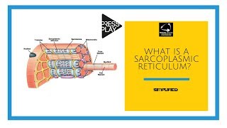 What is a Sarcoplasmic Reticulum [upl. by Con]