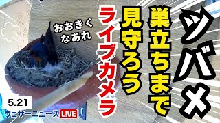 【LIVE】ツバメの巣立ちを見守ろうライブカメラ ＜富山県富山市＞2024年5月21日火 [upl. by Aikehs]