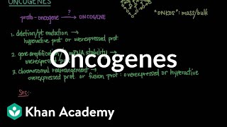 Oncogenes  Biomolecules  MCAT  Khan Academy [upl. by Duffy]