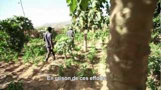 Lessor des filets de protection sociale en Afrique [upl. by Alasdair910]