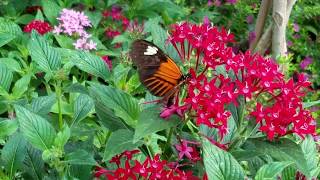 Butterfly Garden at Mackinac Island in Michigan [upl. by Carli]