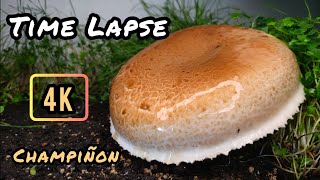 Time Lapse en 4KChampiñón PortobelloAgaricus bisporus [upl. by Nwahsirhc]