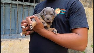 Puppies With Maggots  Successful Treatment [upl. by Truman]