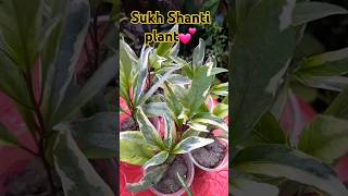 Sukh shanti plant 😋shorts [upl. by Hahcim]