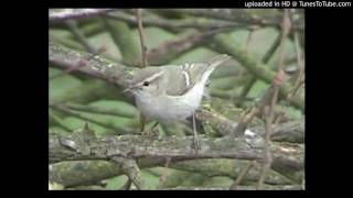 3Two types of call Humes warbler humei Fairlop Essex UK 12Jan04 [upl. by Markiv924]