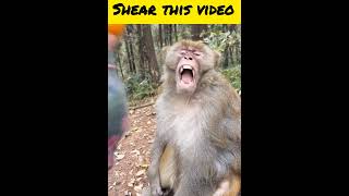 Monkey funny videofunnyfilmmonkeyvideo comedy movie monkey animalshorrorstoriesvirals [upl. by Raskin165]