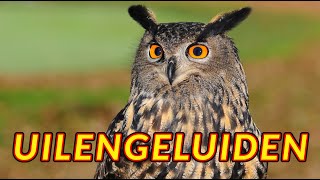 Uilengeluiden 🦉 de stem van een uil in de nacht [upl. by Gilbertson]