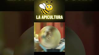 La verdad sobre las abejas asesinas son buenas o malas 🐝🌼🌹🌻 [upl. by Steffane]