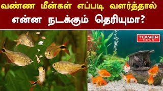 இது தெரியாம போச்சே  Colour fish tamil  colour fish for kids in tamil  colour fish video tamil [upl. by Gnouhp185]