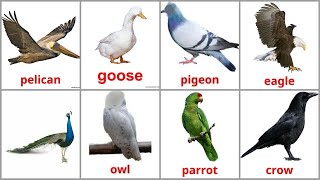 Toddlers Learning  Birds Names with Spelling and Pictures in English [upl. by Griswold]