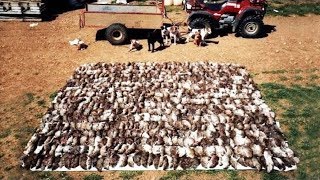 Amazing Rat Catching With Farm Dogs Kill About 500 Rats [upl. by Aicinod]