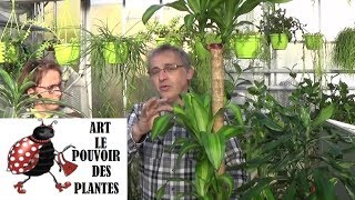 Tuto jardinagedracaena massangeanaComment faire lentretien larrosageplante verte dintérieur [upl. by Kentigera]