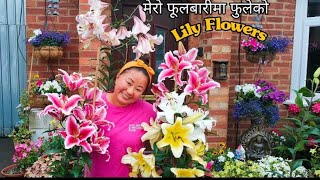 मेराे फूलबारीमा फुलेको Lily Flowers  Nepali Gardening vlogs [upl. by Elamaj]