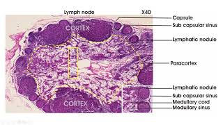 Lymphoid tissue  Histology lymph node spleen thymus tonsil [upl. by Modla]