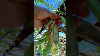 Vegetable garden 💚 gardening vegetables naturegarden homegarden terracegarden shorts [upl. by Rein]