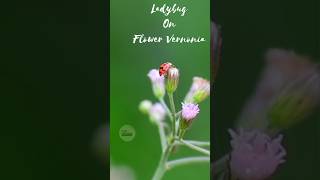 Ladybug on flower Vernonia ladybug naturephotography nature naturelovers [upl. by Holds]