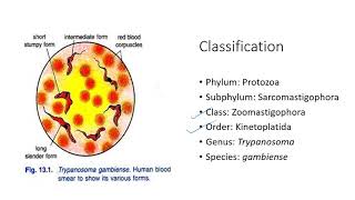 Trypanosoma morphology discovery polymorphism lifecycle pathogenicity treatment prevention [upl. by Sekyere]