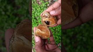 💥🤯 சப்போட்டா பழம் சாப்பிடலாமா⁉️ Sapodilla fruit  sapota  abithaakk sapota shortsfeed shorts [upl. by Troc950]