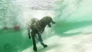 GoPro Underwater Dog Park Fun [upl. by Nelleyram111]