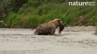 Tracking shot of Brown bear catching a Sockeye salmon and carrying it out of river Alaska USA [upl. by Hgielanna]