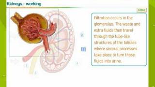 Urinary System In Human Beings [upl. by Leunamnauj596]