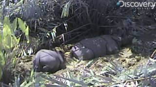 Rare Javan Rhinos Filmed [upl. by Aig]