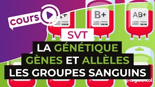 La génétique  Gènes et allèles lexemple des groupes sanguins  SVT  digiSchool [upl. by Hara]