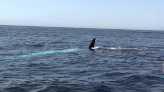 Blue whale impersonates large shark sighting reminiscent of Jaws  Dana Wharf Whale Watching [upl. by Sucerdor277]