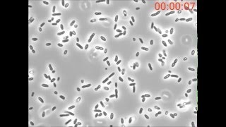 Engineering a predatory bacterium as a proficient killer agent for intracellular bioproducts [upl. by Tarrsus]