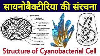 साइनोबैक्टीरिया कोशिका संरचना  cyanobacteria ki sanrachna  cyanobacterial cell structure  BGA [upl. by Oremor]