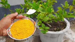 2 Easy and Effective Homemade Organic Pesticide and Fungicides for your lemon plant [upl. by Downey330]