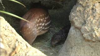 Baby Paca at the Safari Park [upl. by Brandais]