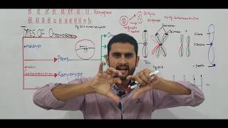 Ch 20 Lec2 Types of Chromosomes Fsc Part 2 UrduHindi lecture MDCATNEETNCERT by M Bilal Ch [upl. by Einnim]