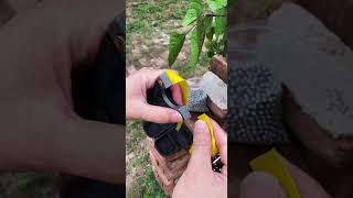 How to install rubber bands on a slingshot for beginnersshorts slingshot foryou outdoor diy [upl. by Olnton]